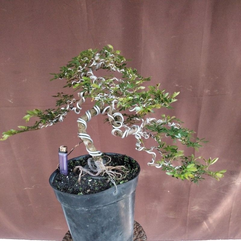 BONSAI KALIANDRA SURINAMENSIS SESUAI FOTO