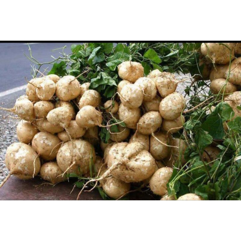 

Bengkoang Premium Dipetik di Kebun Sendiri