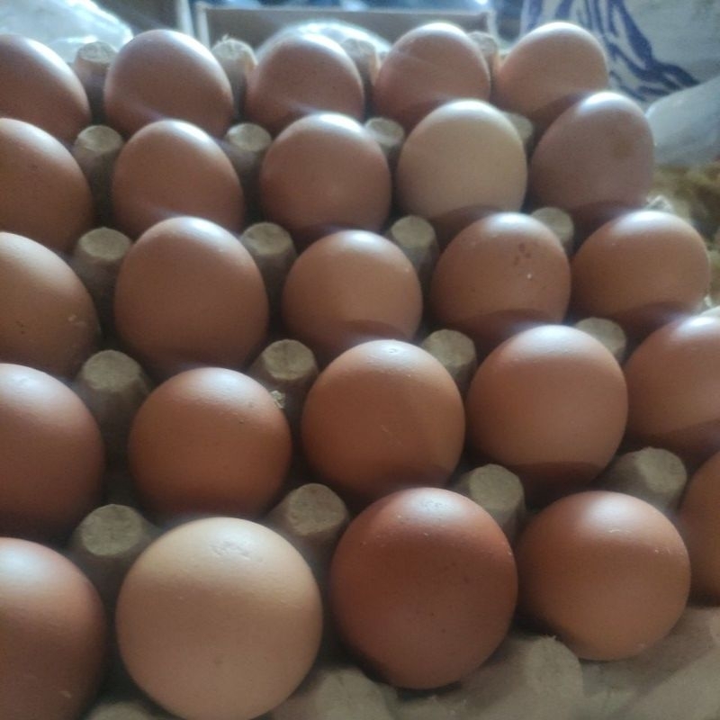 

HARGA TELUR 1PAPAN