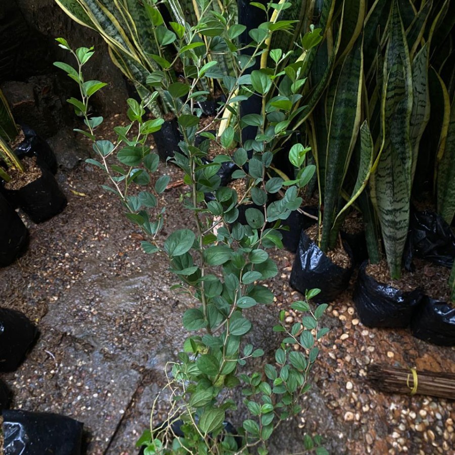 Tanaman bidara arab // bidara arab