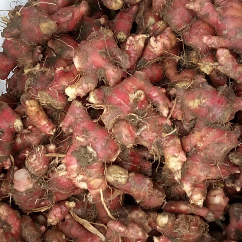 

JAHE MERAH 1KG | KUALITAS TERBAIK