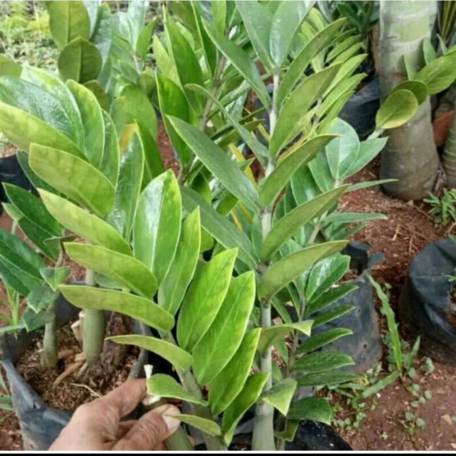 Tanaman Hias Zamia / zamia dollar // pohon dollar