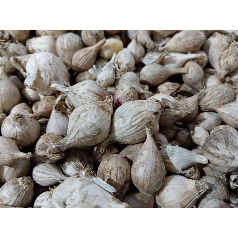 

250 Gram Bawang Putih Lanang Lokal Herbal Bawang Baku Black Garlic