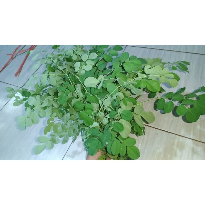 

kelor/250g