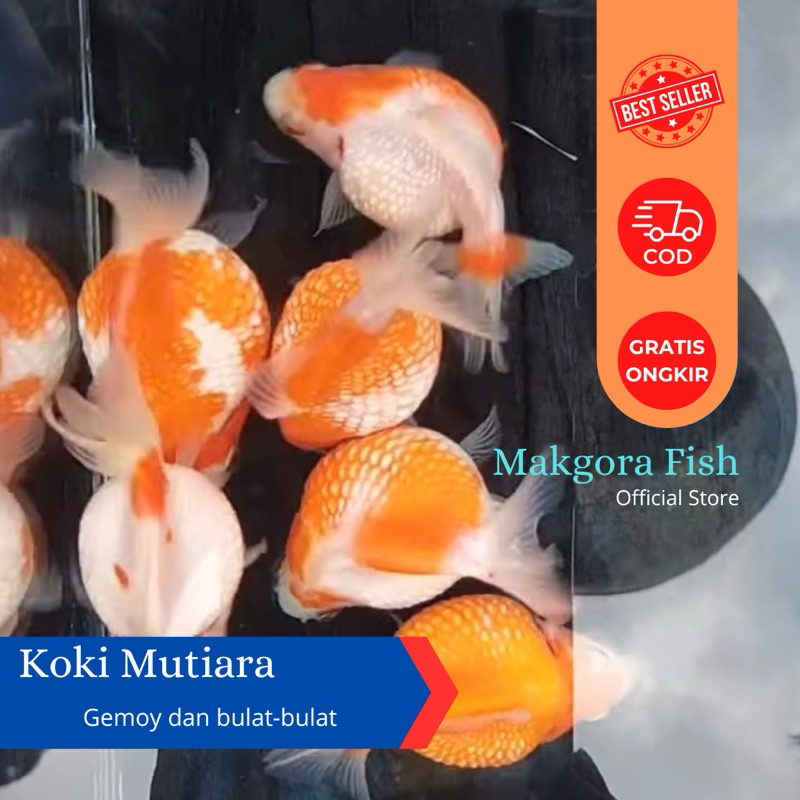 Ikan Hias Mas Koki Mutiara Tikus Jagung 4-5cm Goldfish Maskoki Khusus Instan Medan