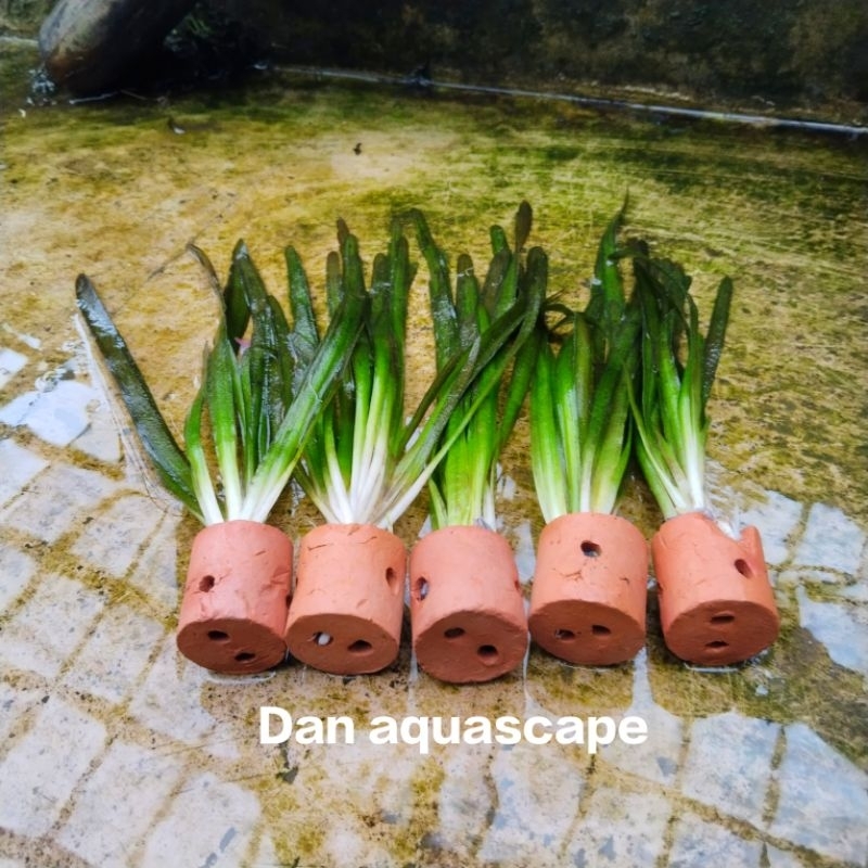 Vallisneria torta tanaman air pot aquascape