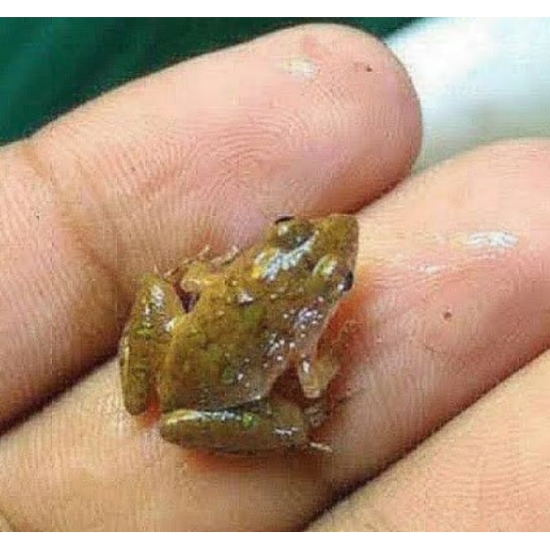 katak sawah kodok umpan pancing/10ekor