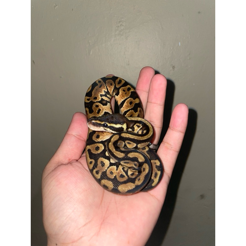 Ball Python pastel ph dg