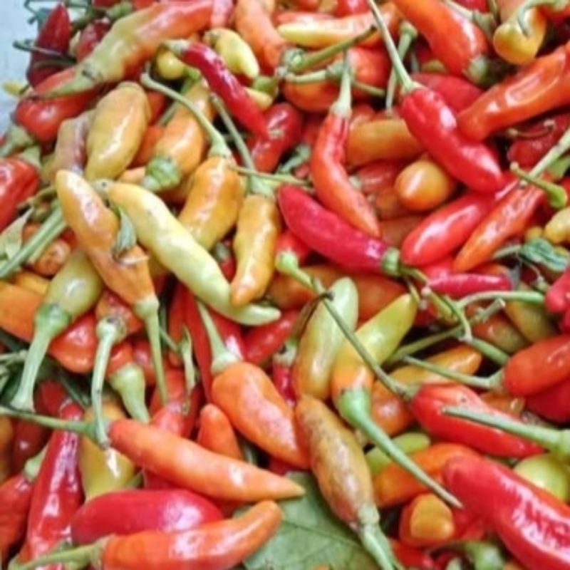

Lombok/cabe rawit lokal blitar