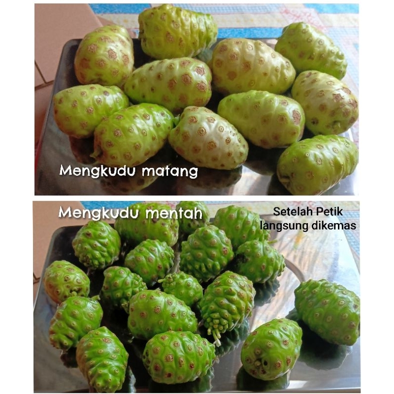 

buah mengkudu 1 kg buah pace (petik langsung kirim)
