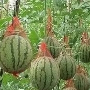 chubby plant jaring buah tanaman rambat melon semangka timun buat di tiang