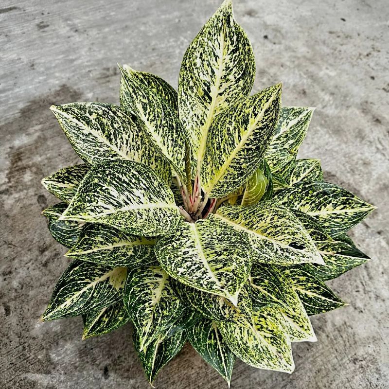 Aglonema White Tiara Tanaman Hias Bunga Aglaonema Murah Merah BUKAN bonggol bibit - tanaman hias hid