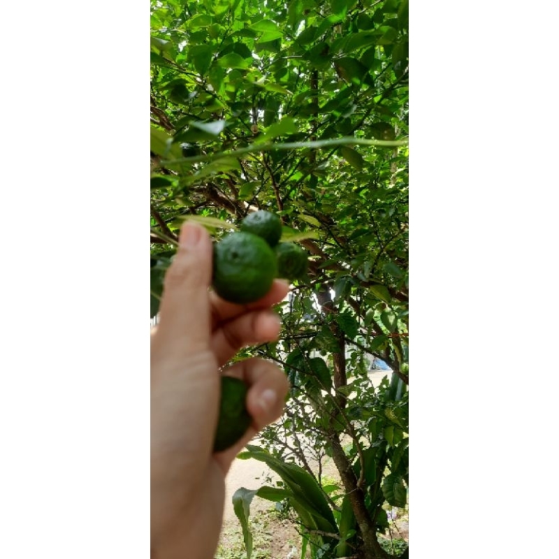 

jeruk limo jeruk sambal jeruk limau 500gr
