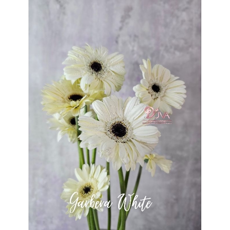 Gerbera Lokal Segar Dekorasi Hiasan Bunga