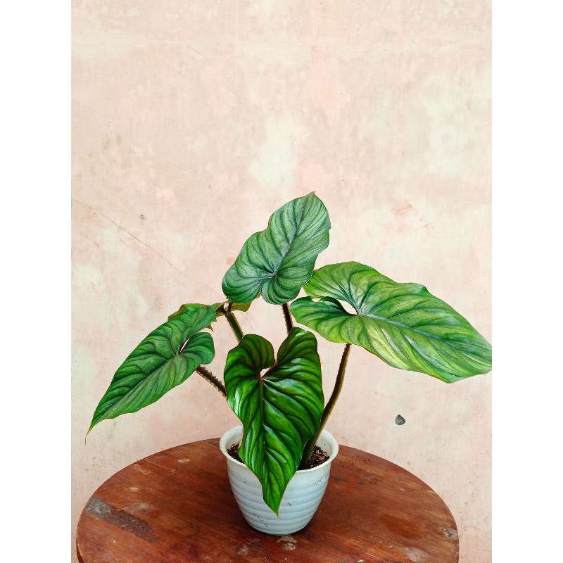 philodendron plowmanii