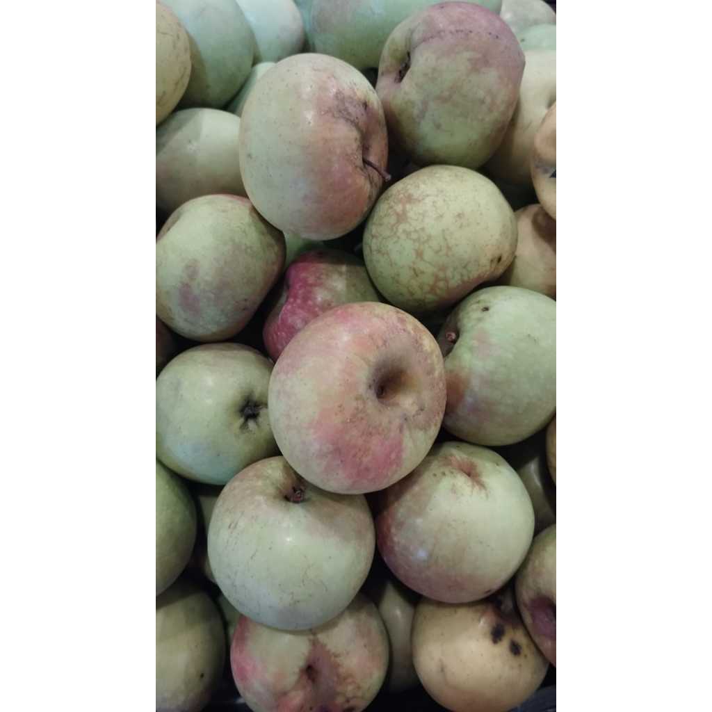 

APEL MANALAGI SUPER 500 gram