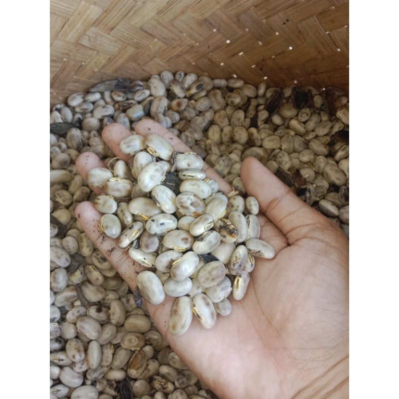 

benih/ bahan tempe bengok/ benguk b