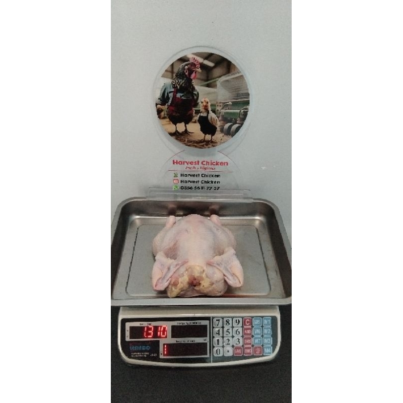 

ayam broiler ukuran 1.3 kg