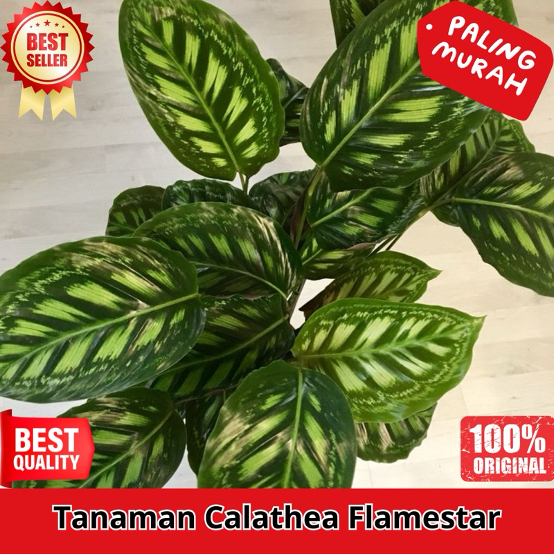 Tanaman Hias Calathea Flamestar V2 (ORI) - Calathea Flamestar V2