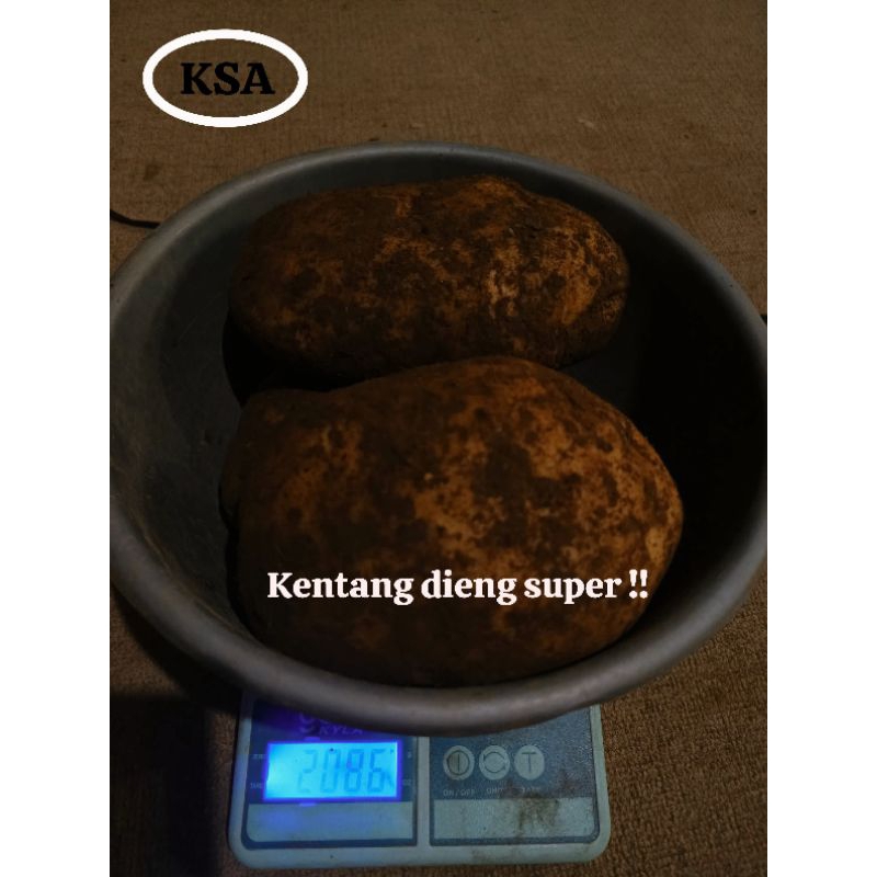 

kentang asli DIENG 2 kg kualitas SUPER