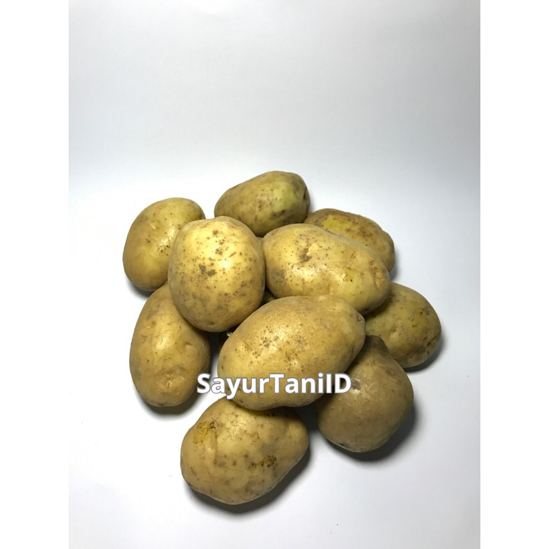 

kentang segar/kentang