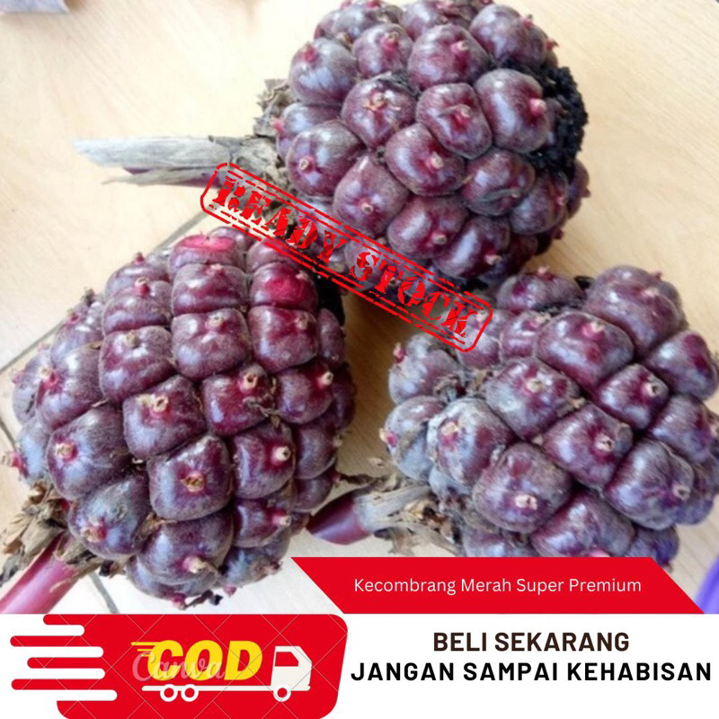

New Promo 1kg Biji Kecombrang Merah/Honje merah/Partikala merah
