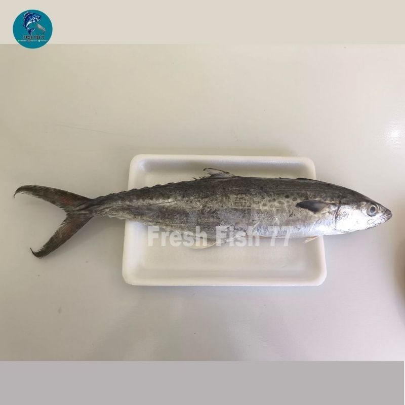 

Ikan Tenggiri ukuran sedang