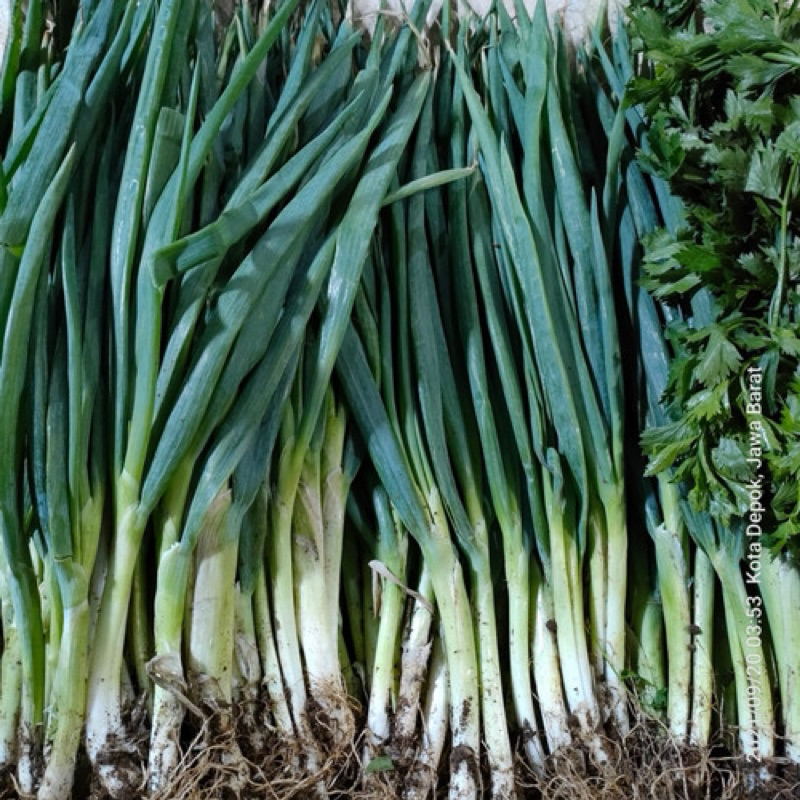 

daun bawang pre prei fresh 250gr 500gr 1 kg sidoarjo