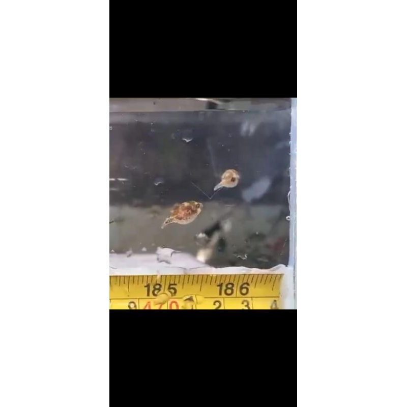 dwarf mini puffer fish