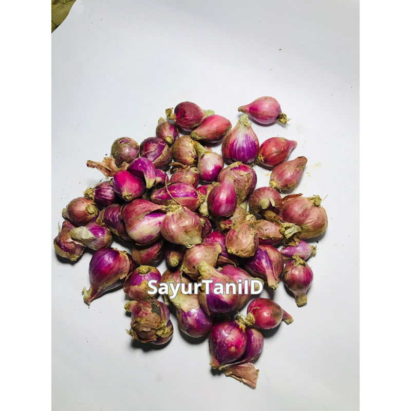 

bawang merah/bawang