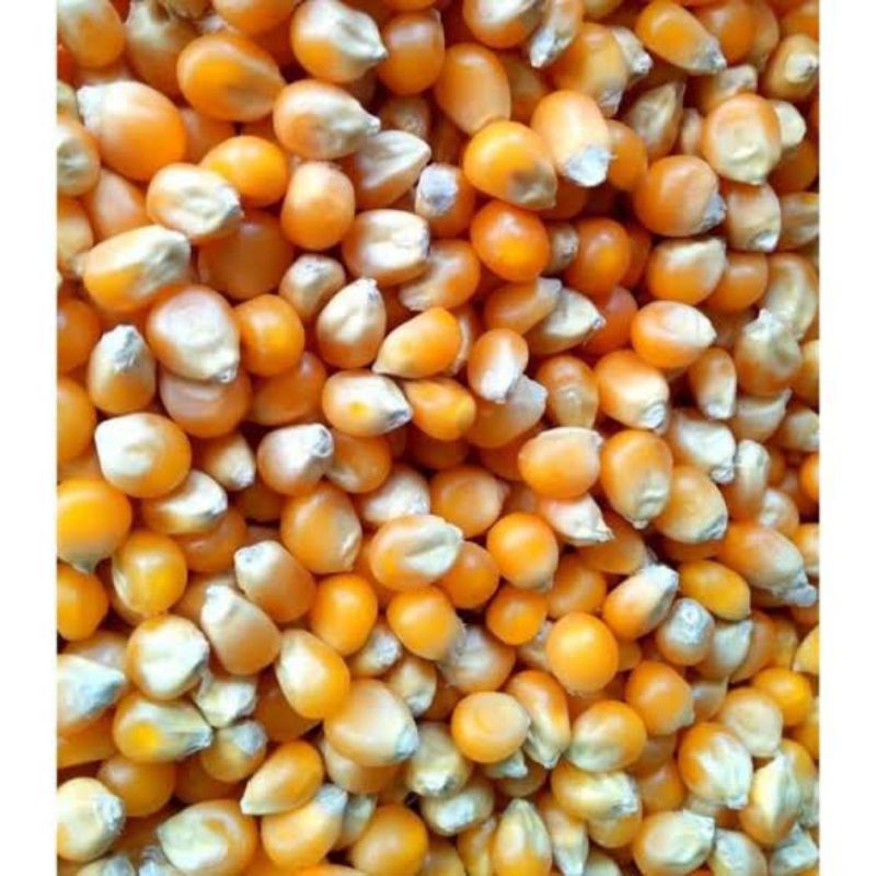 jagung kecil pakan ternak jagung lokal