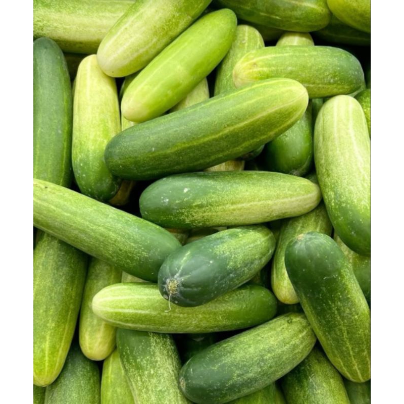 

timun segar 1.kg