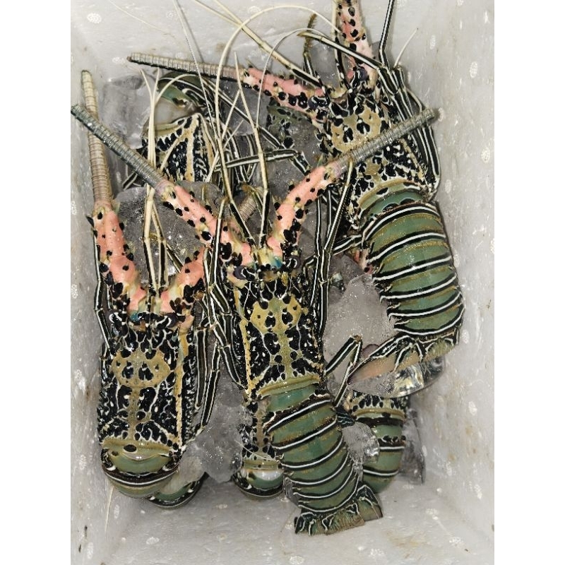 lobster air laut