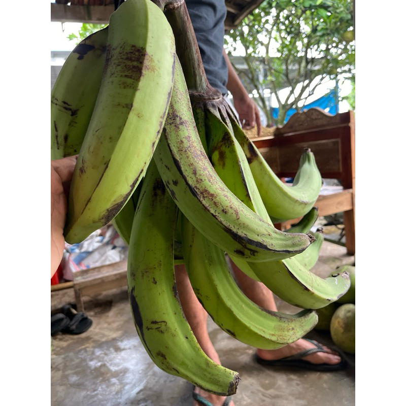 

pisang tanduk muria pulen