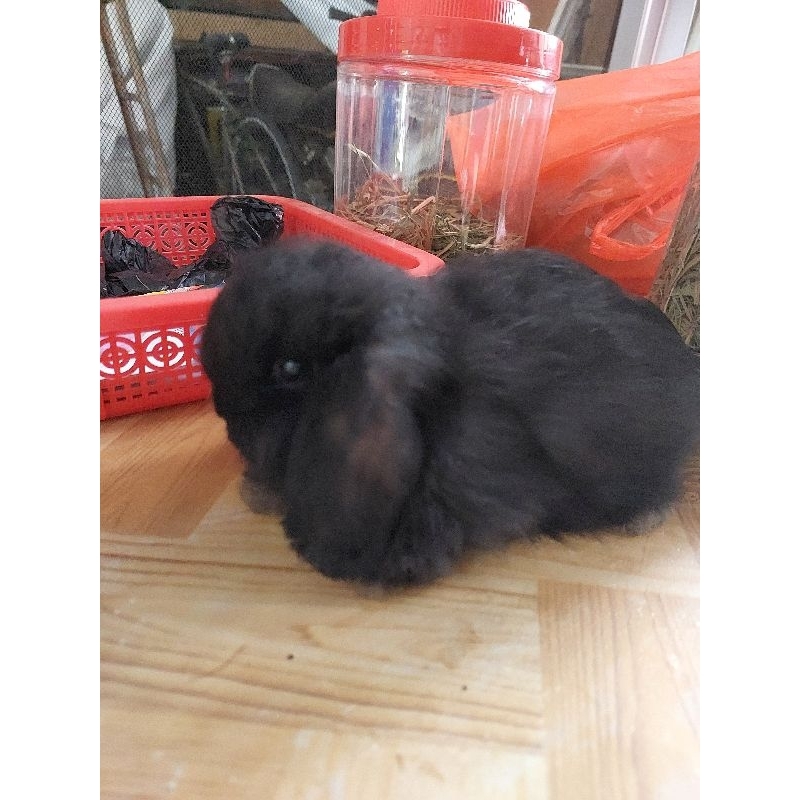 kelinci holland lop anakan hitam lucu