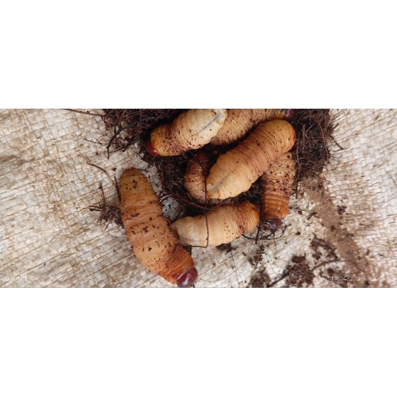 ulat sagu ulat aren hidup/50ekor+ bonus super segar