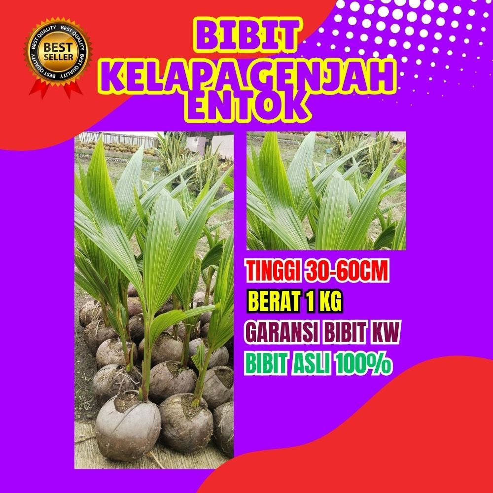 BIBIT PREMIUM..! Pohon Kelapa Kopyor Pati, Pohon Kelapa Kopyor Sumenep
