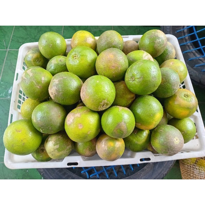 

Jeruk manis iris / baby java segar murah