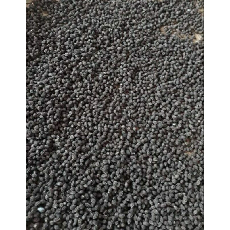 

bibit PEPAYA california pilihan isi 75 butir