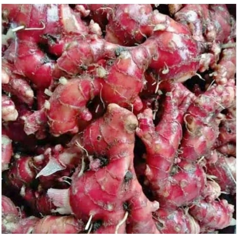

JAHE ASLI 1 kilo/1000 gram JAHE MERAH/JAHE RED TERMURAH DARI PERTANIAN