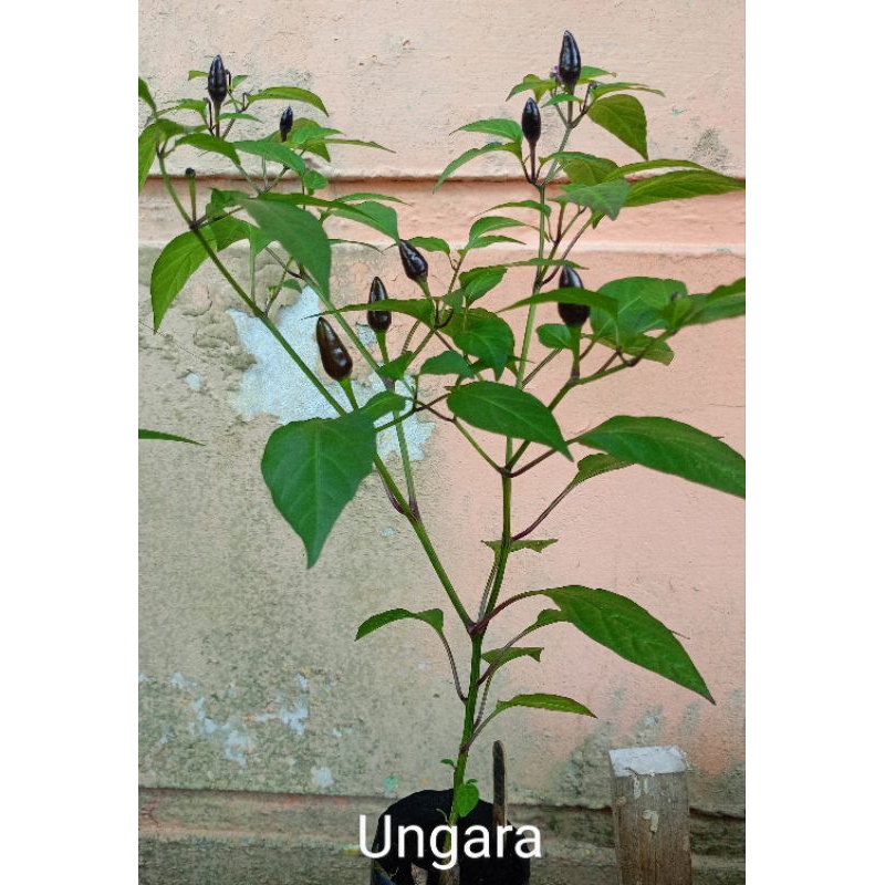 

Cabe Hias Berbuah
