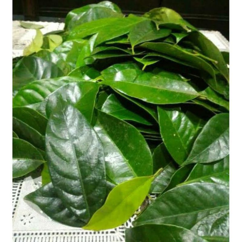 

DAUN PALA SEGAR