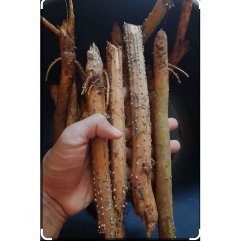 

AKAR PINANG KERING - 100gr