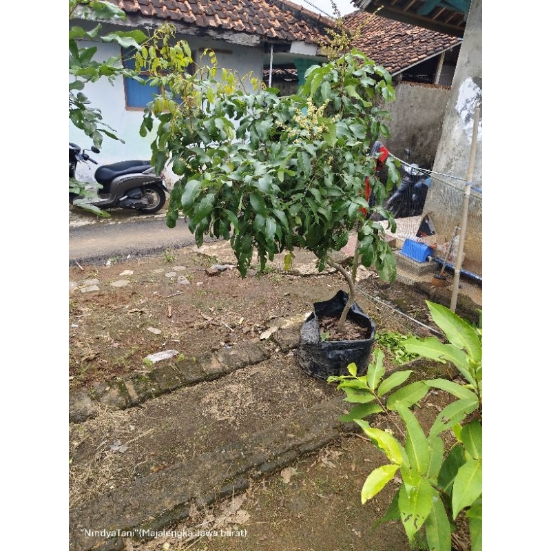 Bibit kelengkeng diamond river berbunga