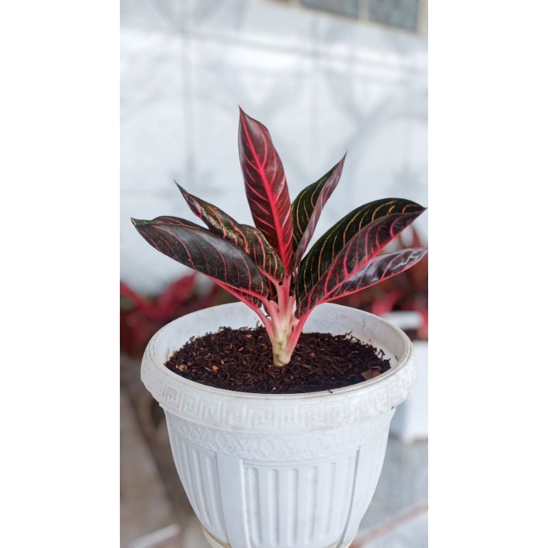 AGLONEMA RED SUMATRA DEWASA | AGLONEMA POS RED