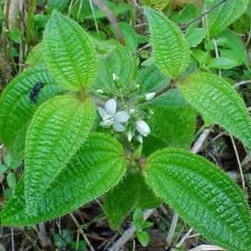 

Paket hemat 250 gram daun senggani bulu atau harendong segar petik langsung