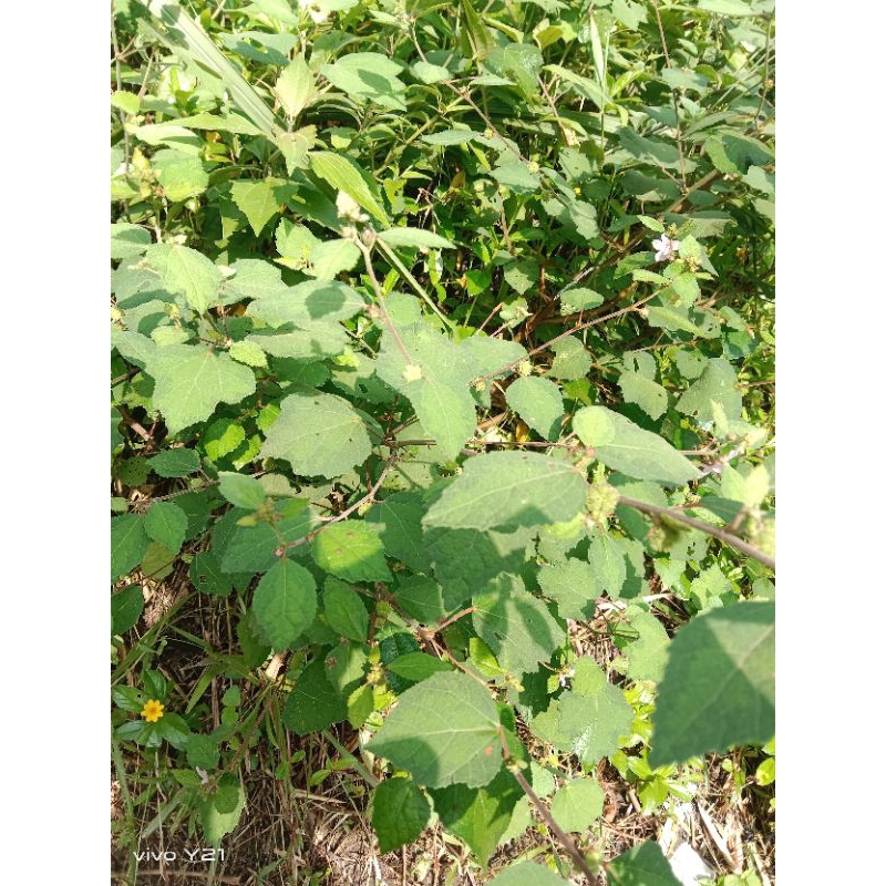 

daun pumpurutan segar 250/gram