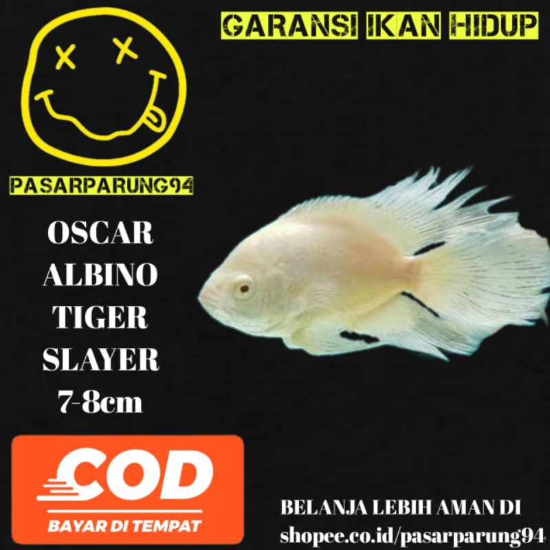 kebutuhan aquarium Oscar albino Tiger slayer 7-8cm