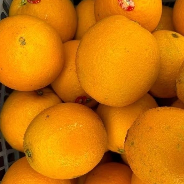 

JERUK SUNKIS NAVEL fresh orange 1 kg