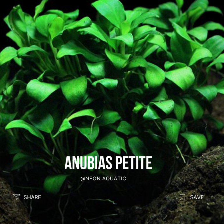 Anubias Petite Indukan - Anubias Petite Clump - Anubias Petite MP - Tanaman Aquascape - Neon Aquatic